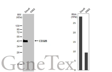 Anti-CD32B antibody [HL1948] used in Western Blot (WB). GTX637785