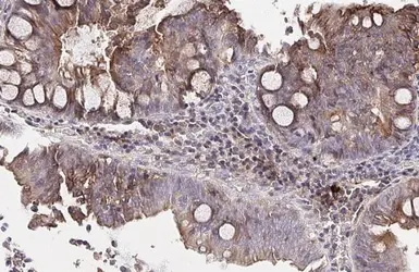 Anti-Apolipoprotein B antibody [HL1962] used in IHC (Paraffin sections) (IHC-P). GTX637799