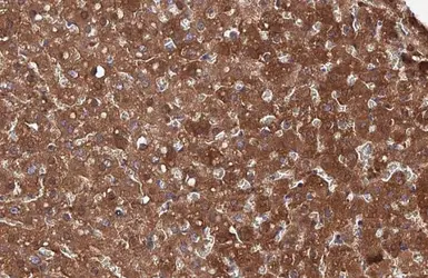 Anti-FAH antibody [HL1970] used in IHC (Paraffin sections) (IHC-P). GTX637863