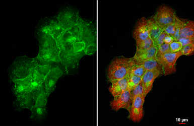 Anti-SLC1A5 antibody [HL1988] used in Immunocytochemistry/ Immunofluorescence (ICC/IF). GTX637889