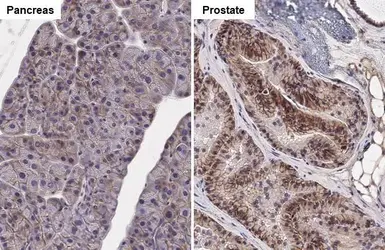 Anti-SLC1A5 antibody [HL1988] used in IHC (Paraffin sections) (IHC-P). GTX637889