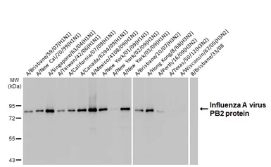 Anti-Influenza A virus PB2 protein antibody [HL1992] used in Western Blot (WB). GTX637893