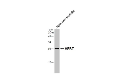 Anti-HPRT antibody [HL2015] used in Western Blot (WB). GTX637916
