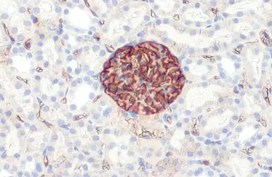 Anti-PODXL antibody [HL2047] used in IHC (Paraffin sections) (IHC-P). GTX637951