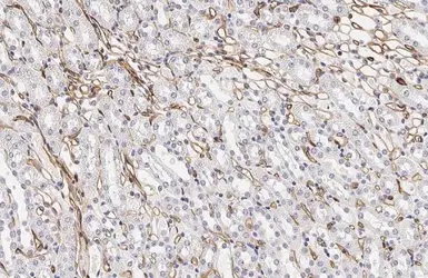 Anti-PODXL antibody [HL2047] used in IHC (Paraffin sections) (IHC-P). GTX637951