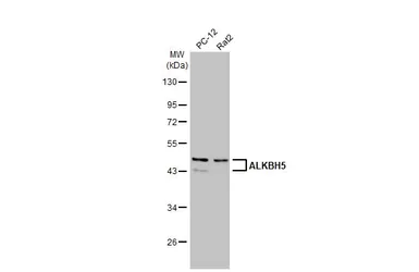 Anti-ALKBH5 antibody [HL2061] used in Western Blot (WB). GTX637965