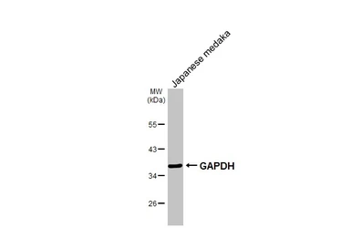 Anti-GAPDH antibody [HL2062] used in Western Blot (WB). GTX637966