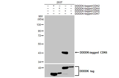 Anti-CDK6 antibody [HL2078] used in Western Blot (WB). GTX637986