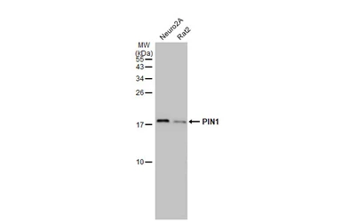 Anti-PIN1 antibody [HL2115] used in Western Blot (WB). GTX638087