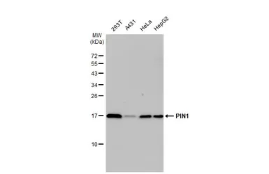 Anti-PIN1 antibody [HL2115] used in Western Blot (WB). GTX638087