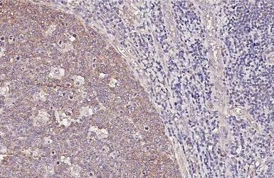 Anti-alpha Tubulin antibody [HL2162] used in IHC (Paraffin sections) (IHC-P). GTX638140
