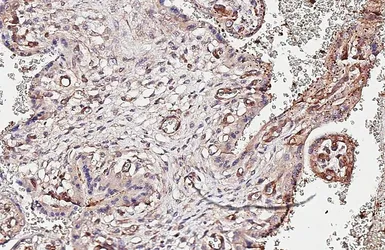 Anti-alpha Tubulin antibody [HL2162] used in IHC (Paraffin sections) (IHC-P). GTX638140