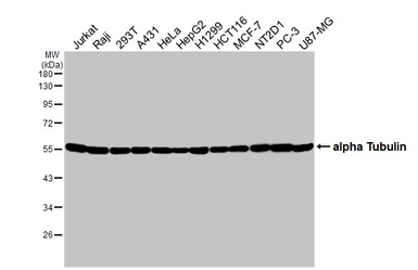 Anti-alpha Tubulin antibody [HL2162] used in Western Blot (WB). GTX638140