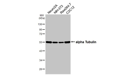 Anti-alpha Tubulin antibody [HL2162] used in Western Blot (WB). GTX638140