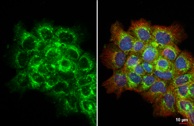 Anti-LGALS3BP antibody [HL2168] used in Immunocytochemistry/ Immunofluorescence (ICC/IF). GTX638146