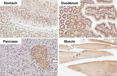 Anti-Rad21 antibody [HL2171] used in IHC (Paraffin sections) (IHC-P). GTX638175