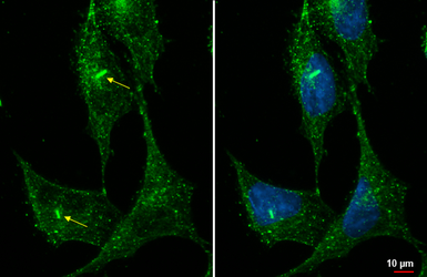 Anti-ARL13B antibody [HL2173] used in Immunocytochemistry/ Immunofluorescence (ICC/IF). GTX638177