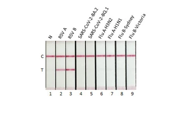 Anti-Respiratory Syncytial virus Nucleoprotein antibody [HL2182] used in Lateral Flow (Lateral Flow). GTX638186