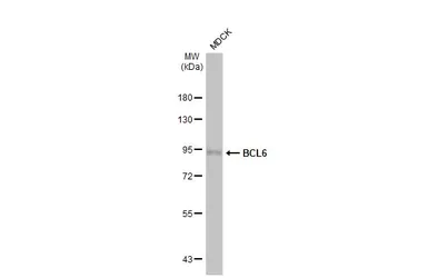 Anti-BCL6 antibody [HL2192] used in Western Blot (WB). GTX638196