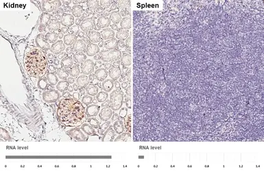 Anti-NPR-C antibody [HL2200] used in IHC (Paraffin sections) (IHC-P). GTX638204