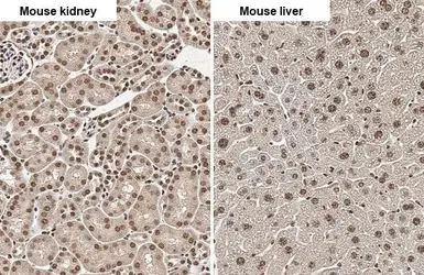 Anti-Angiogenin antibody [HL2214] used in IHC (Paraffin sections) (IHC-P). GTX638218