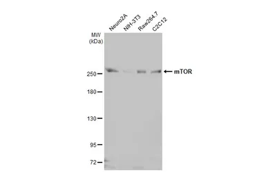 Anti-mTOR antibody [HL2216] used in Western Blot (WB). GTX638220