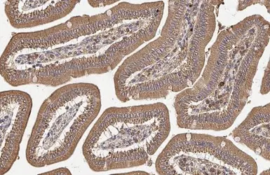 Anti-mTOR antibody [HL2216] used in IHC (Paraffin sections) (IHC-P). GTX638220