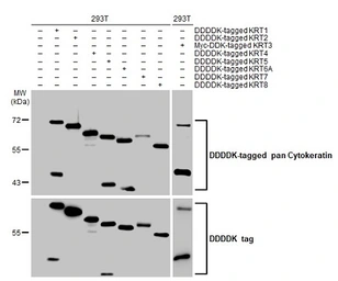 Anti-pan Cytokeratin antibody [HL2253] used in Western Blot (WB). GTX638302
