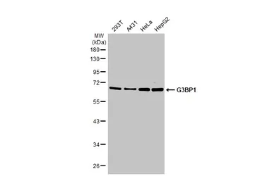 Anti-G3BP1 antibody [HL2254] used in Western Blot (WB). GTX638303