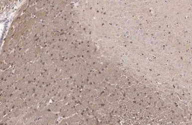 Anti-G3BP1 antibody [HL2254] used in IHC (Paraffin sections) (IHC-P). GTX638303