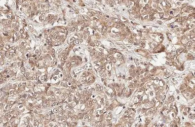Anti-GADD153 antibody [HL2262] used in IHC (Paraffin sections) (IHC-P). GTX638314