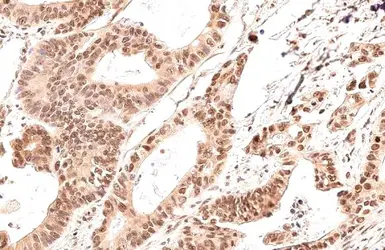 Anti-GADD153 antibody [HL2262] used in IHC (Paraffin sections) (IHC-P). GTX638314