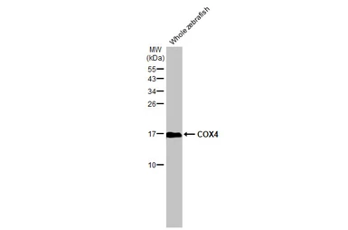 Anti-COX4 antibody [HL2264] used in Western Blot (WB). GTX638316