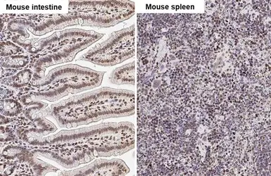 Anti-UHRF1 antibody [HL2287] used in IHC (Paraffin sections) (IHC-P). GTX638342