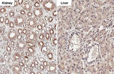 Anti-Cathepsin S antibody [HL2302] used in IHC (Paraffin sections) (IHC-P). GTX638369
