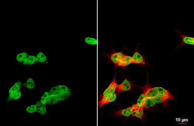 Anti-ARID1A antibody [HL2304] used in Immunocytochemistry/ Immunofluorescence (ICC/IF). GTX638371