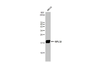 Anti-RPL32 antibody [HL2331] used in Western Blot (WB). GTX638494