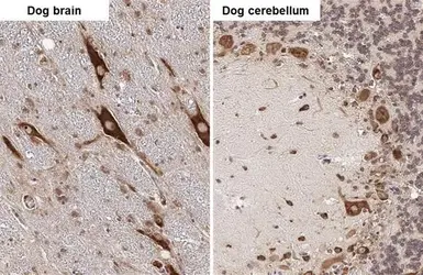 Anti-RPL32 antibody [HL2331] used in IHC (Paraffin sections) (IHC-P). GTX638494