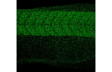 Anti-RPL32 antibody [HL2331] used in IHC (Whole mount) (IHC-Wm). GTX638494