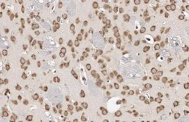 Anti-RPL32 antibody [HL2331] used in IHC (Paraffin sections) (IHC-P). GTX638494