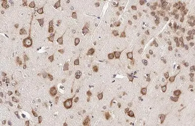 Anti-RPL32 antibody [HL2331] used in IHC (Paraffin sections) (IHC-P). GTX638494