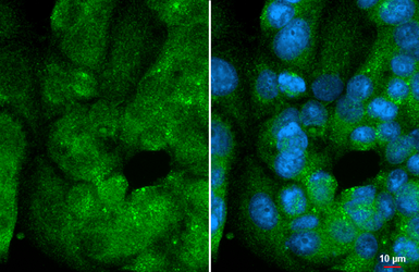 Anti-DUSP8 antibody [HL2338] used in Immunocytochemistry/ Immunofluorescence (ICC/IF). GTX638541