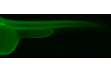 Anti-PELO antibody [HL2345] used in IHC (Whole mount) (IHC-Wm). GTX638548
