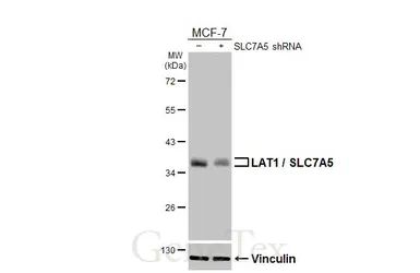 Anti-LAT1 / SLC7A5 antibody [HL2353] used in Western Blot (WB). GTX638556
