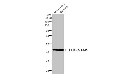 Anti-LAT1 / SLC7A5 antibody [HL2353] used in Western Blot (WB). GTX638556