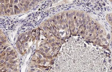 Anti-LAT1 / SLC7A5 antibody [HL2353] used in IHC (Paraffin sections) (IHC-P). GTX638556