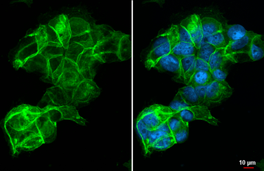 Anti-LAT1 / SLC7A5 antibody [HL2353] used in Immunocytochemistry/ Immunofluorescence (ICC/IF). GTX638556