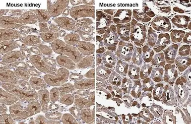Anti-Wnt10b antibody [HL2370] used in IHC (Paraffin sections) (IHC-P). GTX638576