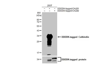 Anti-Calbindin antibody [HL2378] used in Western Blot (WB). GTX638586