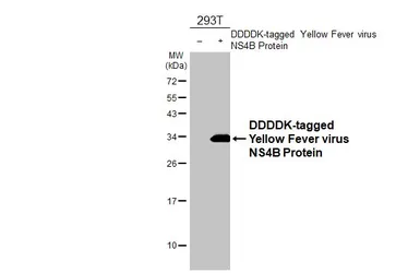 Anti-Yellow Fever virus NS4B Protein antibody [HL2449] used in Western Blot (WB). GTX638767